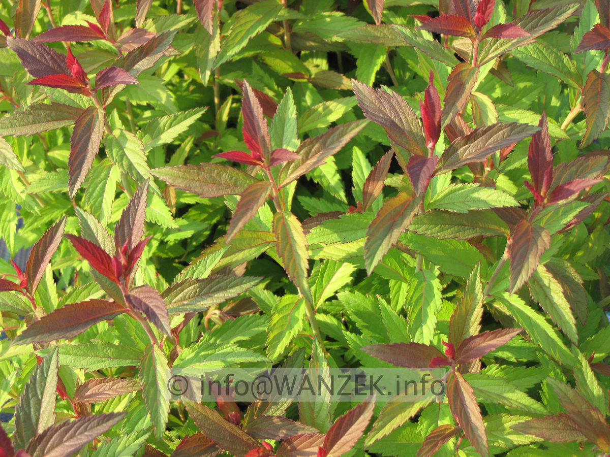 Spiraea japonica Darts Red 01 Austrieb.JPG